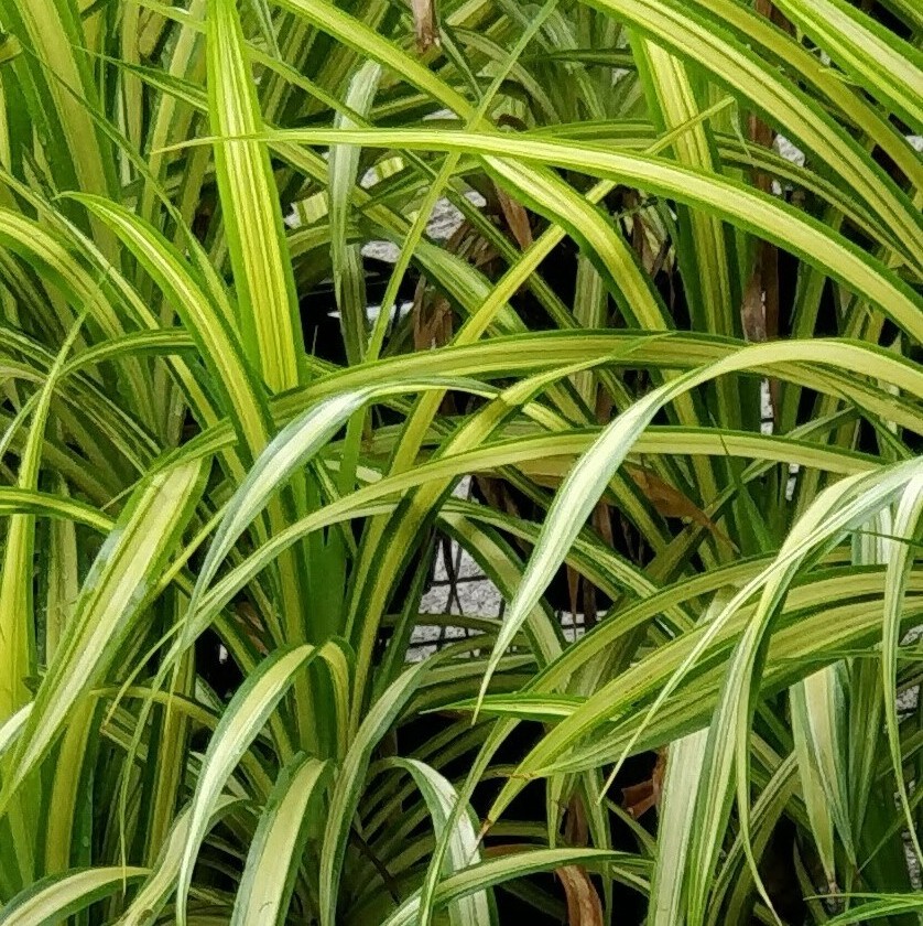 Pandanus (Screw Pine)
